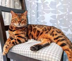 Bengal Kedisi