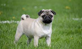 Pug Pug
