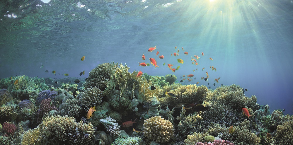 Kanki%20Pet%20KP10552030%20Akvaryum%20Arka%20Fon%20Yapıştırma%20105%20x%2052%20CM