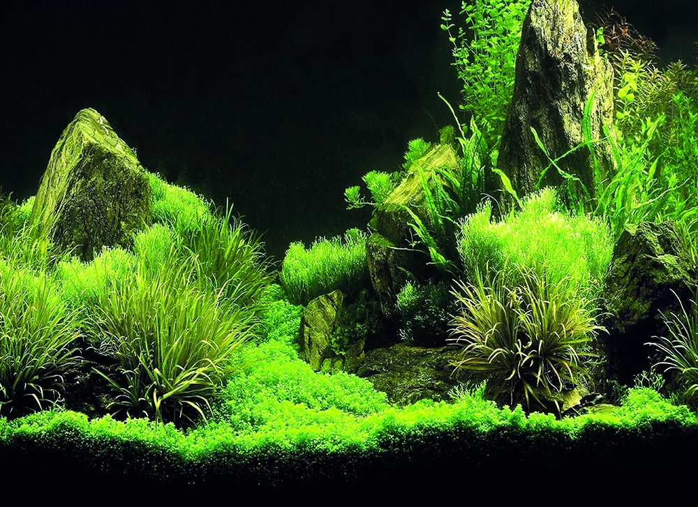 Kanki%20Pet%20KP5540035%20Akvaryum%20Arka%20Fon%20Yapıştırma%2055%20x%2040%20CM