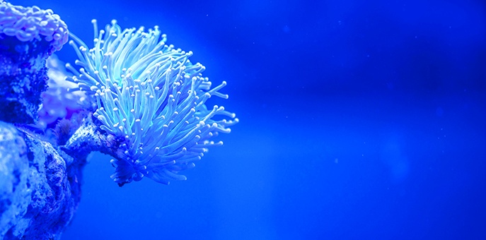 Kanki%20Pet%20KP10552026%20Akvaryum%20Arka%20Fon%20Yapıştırma%20105%20x%2052%20CM