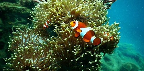 Kanki%20Pet%20KP1055215%20Akvaryum%20Arka%20Fon%20Yapıştırma%20105%20x%2052%20CM