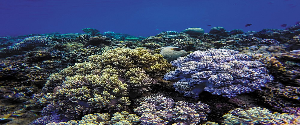 Kanki%20Pet%20KP1556520%20Akvaryum%20Arka%20Fon%20Yapıştırma%20155%20x%2065%20CM