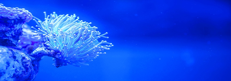 Kanki%20Pet%20KP18565026%20Akvaryum%20Arka%20Fon%20Yapıştırma%20185%20x%2065%20CM