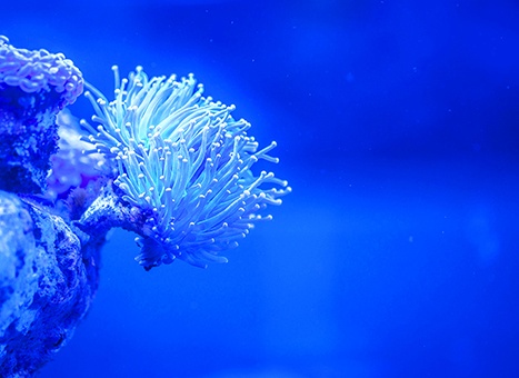 Kanki%20Pet%20KP5540026%20Akvaryum%20Arka%20Fon%20Yapıştırma%2055%20x%2040%20CM