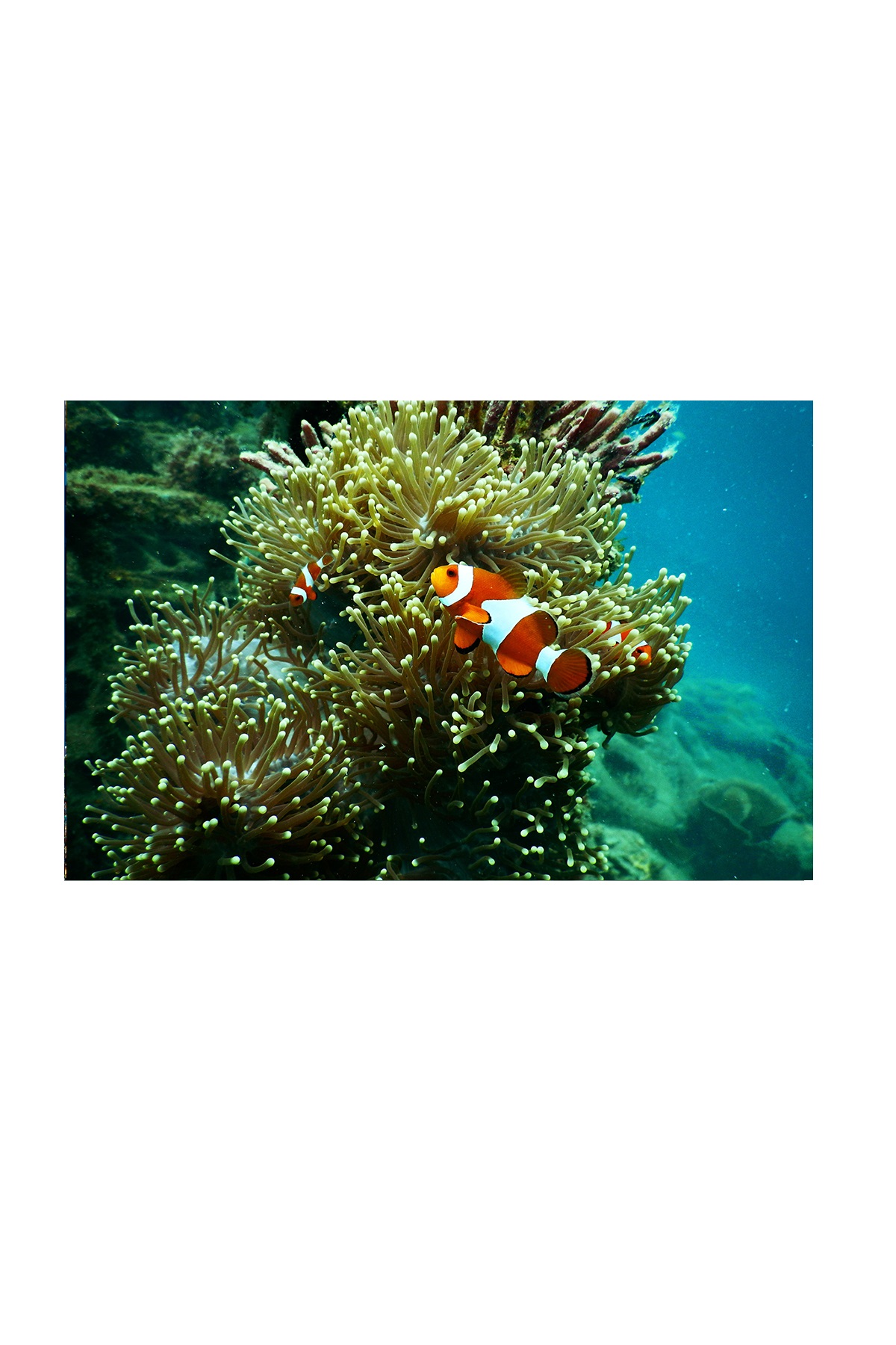 Kanki%20Pet%20KP7045015%20Akvaryum%20Arka%20Fon%20Yapıştırma%2070%20x%2045%20CM