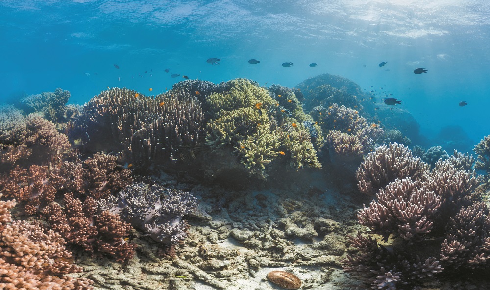 Kanki%20Pet%20KP8550023%20Akvaryum%20Arka%20Fon%20Yapıştırma%2085%20x%2050%20CM
