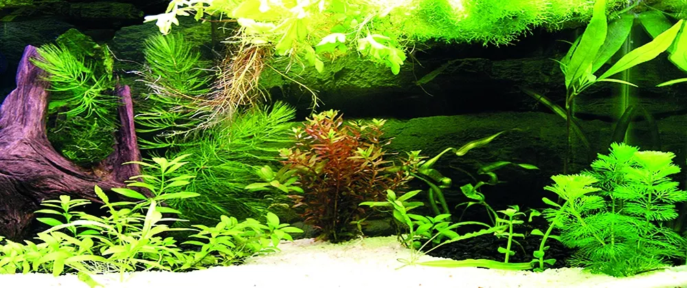 Kanki Pet KP1556536 Akvaryum Arka Fon Yapıştırma 155 x 65 CM