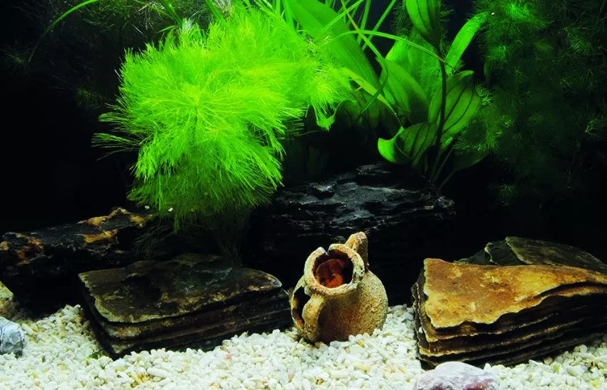 Kanki Pet KP7045033 Akvaryum Arka Fon Yapıştırma 70 x 45 CM