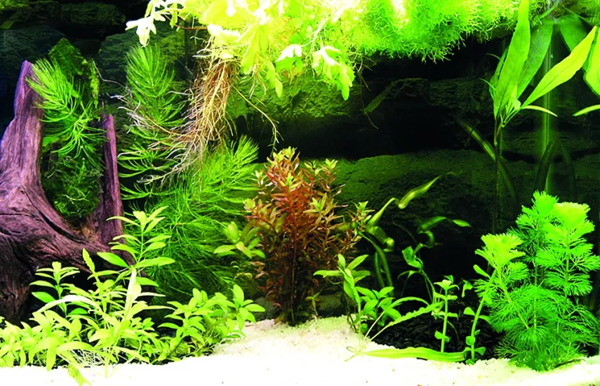 Kanki Pet KP7045036 Akvaryum Arka Fon Yapıştırma 70 x 45 CM