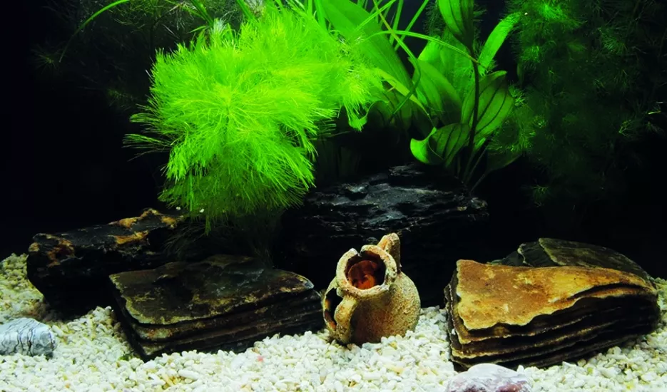 Kanki Pet KP8550033 Akvaryum Arka Fon Yapıştırma 85 x 50 CM