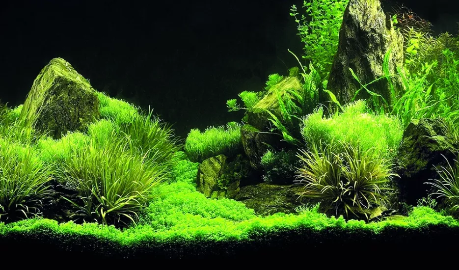 Kanki Pet KP8550035 Akvaryum Arka Fon Yapıştırma 85 x 50 CM