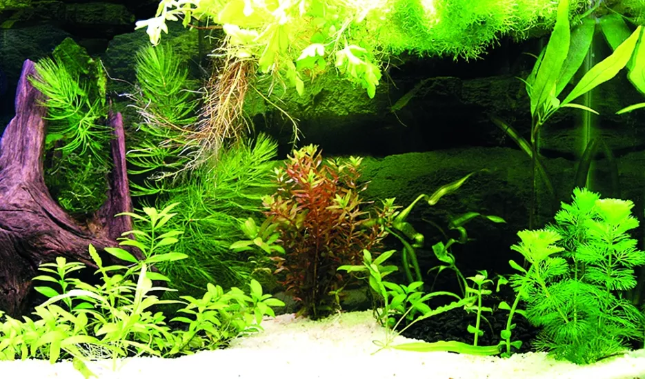 Kanki Pet KP8550036 Akvaryum Arka Fon Yapıştırma 85 x 50 CM