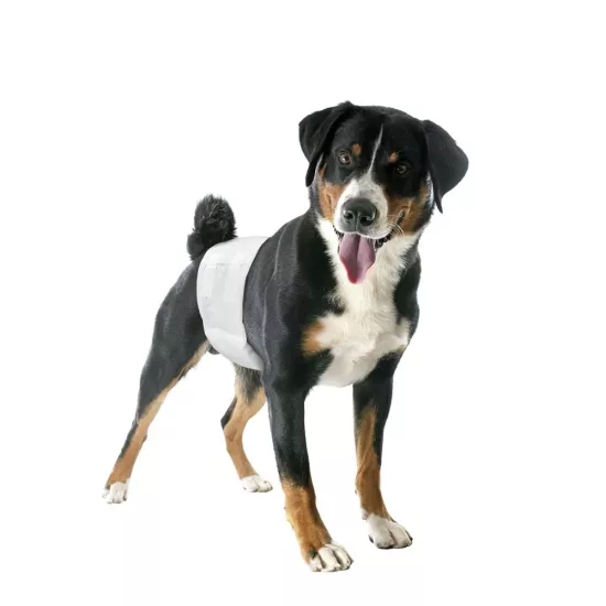 Camon Erkek köpekler için lastikli Bezler L Beden