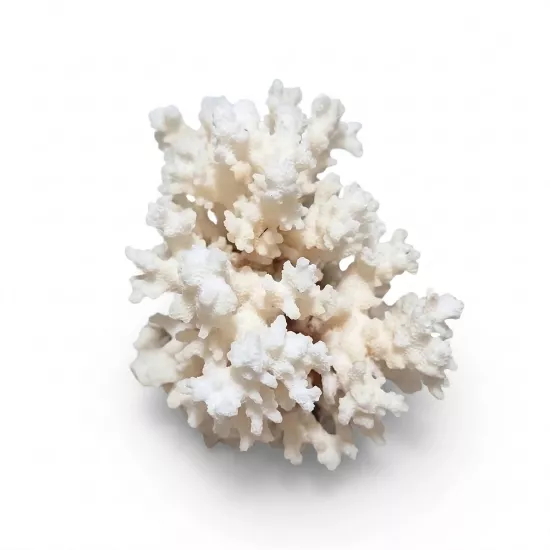 Kanki Pet Doğal Beyaz Mercan Akvaryum Dekoru - M Boy (300 - 400 gr)