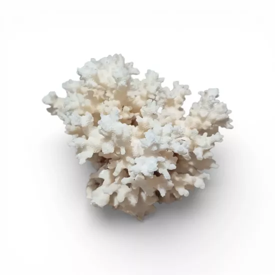 Kanki Pet Doğal Beyaz Mercan Akvaryum Dekoru - S Boy (200 - 300 gr)