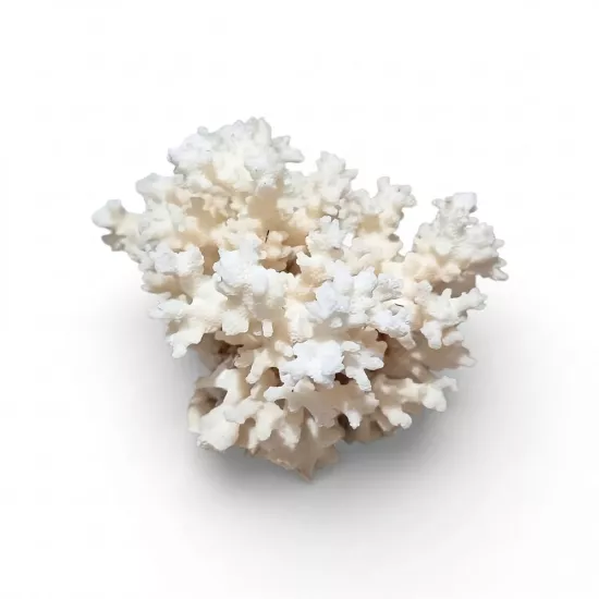 Kanki Pet Doğal Beyaz Mercan Akvaryum Dekoru - M Boy (400 - 550 gr)