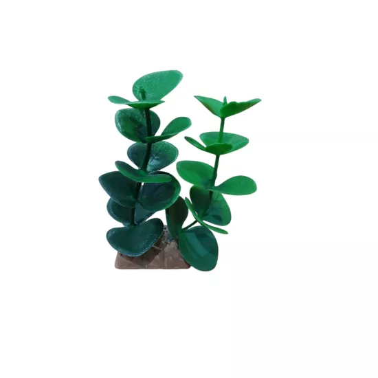 Büyük Nilüfer Yeşil 11 cm